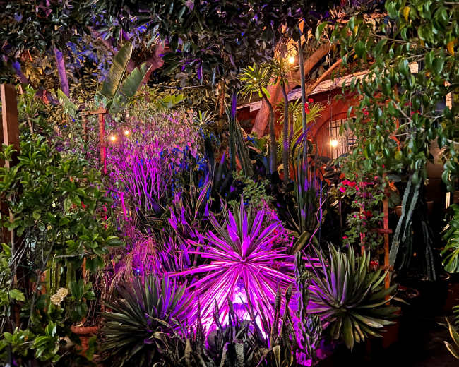 A cluster of potted plants with vibrant foliage is illuminated by purple lighting in a lush garden surrounded by trees and greenery.