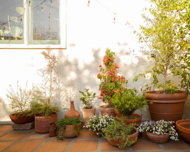 A variety of potted plants and flowers are arranged on a tiled patio beside a white wall and a green door.