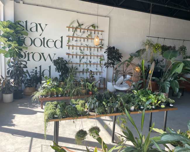 The image shows a bright indoor plant shop with various types of greenery displayed on shelves and tables, featuring a wall with the words "stay rooted, grow wild."