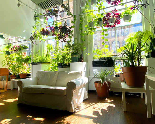 The image shows a sunlit indoor space filled with various potted plants and a white couch positioned near large windows.