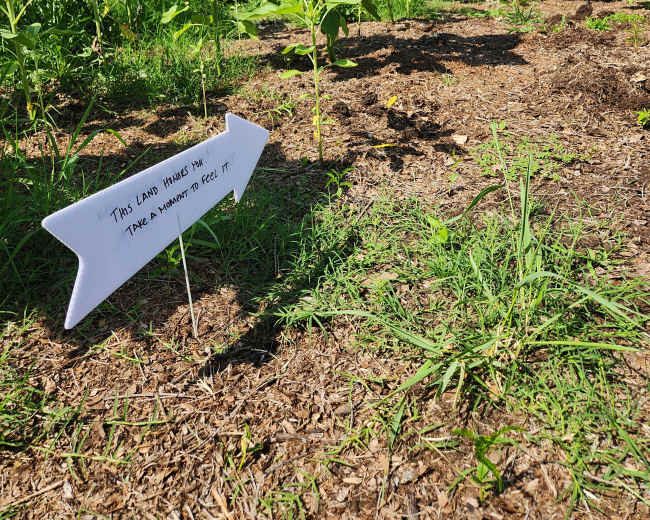 A small garden area features a young sunflower plant next to a bench and a sign that invites visitors to take a photo.