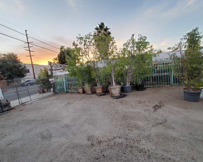 The image shows a gravel-covered lot with potted plants and a green fence in the background, under a sunset sky.