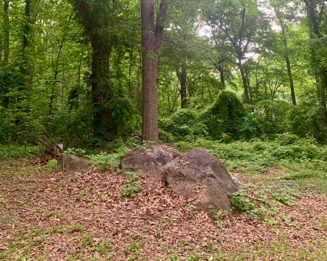 A large rock sits on the ground surrounded by dense greenery in a wooded area.
