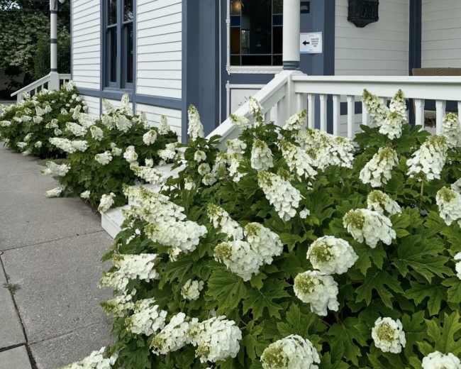 The image shows a historical building with white siding and blue trim, featuring a front entrance adorned with blooming hydrangea flowers along the path.