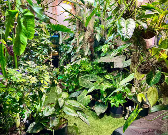 The image shows a green indoor space filled with various potted plants and lush foliage.