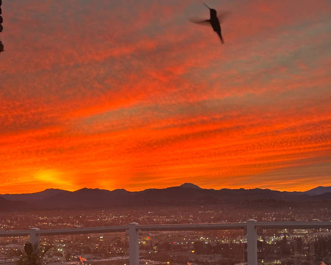 A vibrant sunset casts red and orange hues across the sky above a city, viewed from a deck with a potted plant and a pool cover in the foreground.