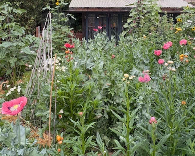 A variety of colorful flowers and tall plants surround a small shed in a lush garden.