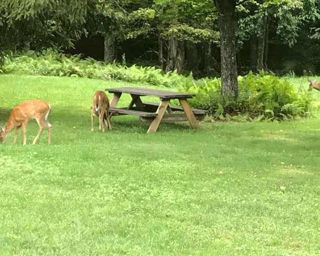 Two deer graze near a picnic table in a grassy area surrounded by trees and ferns.