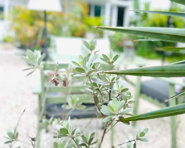 A garden scene with green plants and a blurred background of lounge chairs and foliage.