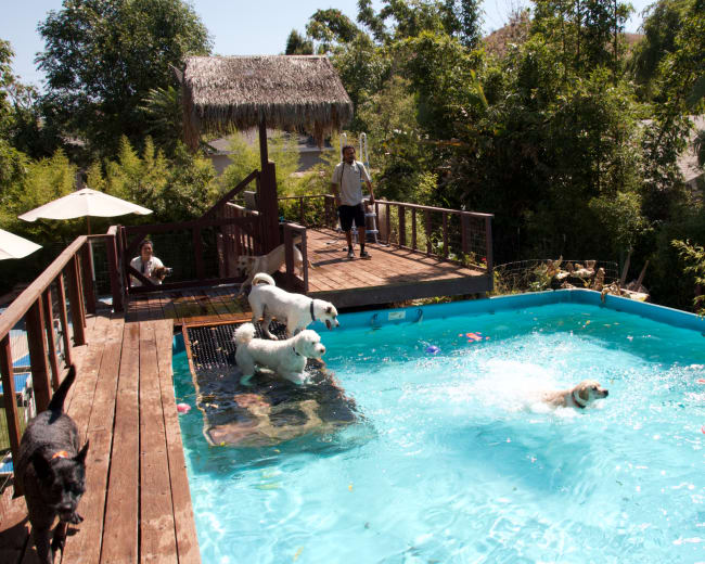 A group of dogs plays in a backyard pool while a person stands on a deck nearby.