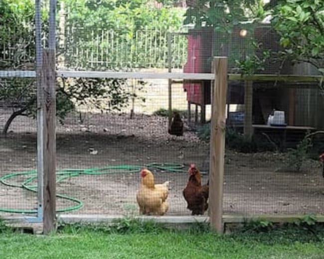 Two chickens stand at the edge of a fenced area in a garden.