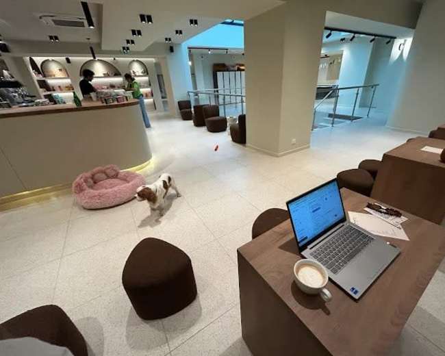 A laptop on a table with a coffee cup sits in a modern café where a small dog walks near a pink pet bed.