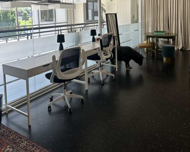 The image shows a modern office space with white desks, ergonomic chairs, and a dog near the window, enclosed by glass walls.
