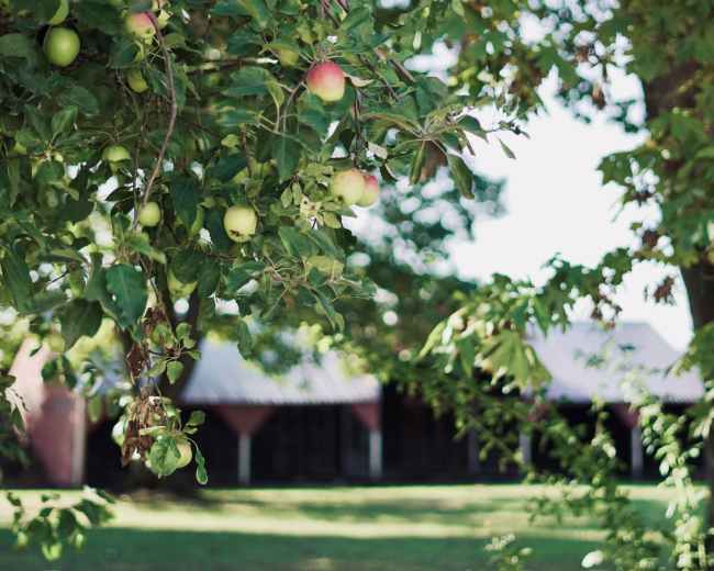 A tree with apples is in the foreground, while a barn is visible in the background.
