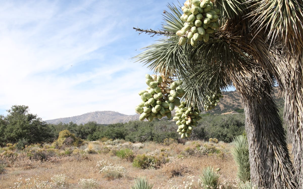 Perfect Desert Landscape, Phelan, CA  Production  Peerspace