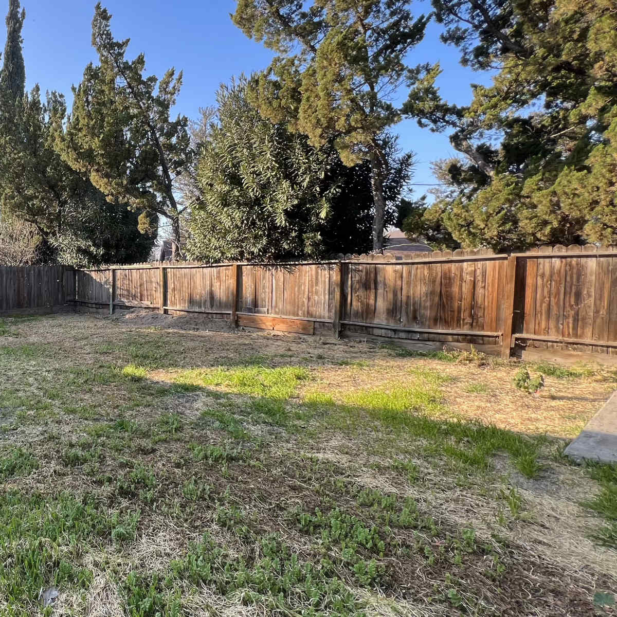 A spacious backyard with a wooden fence and sparse grass under a clear blue sky.
