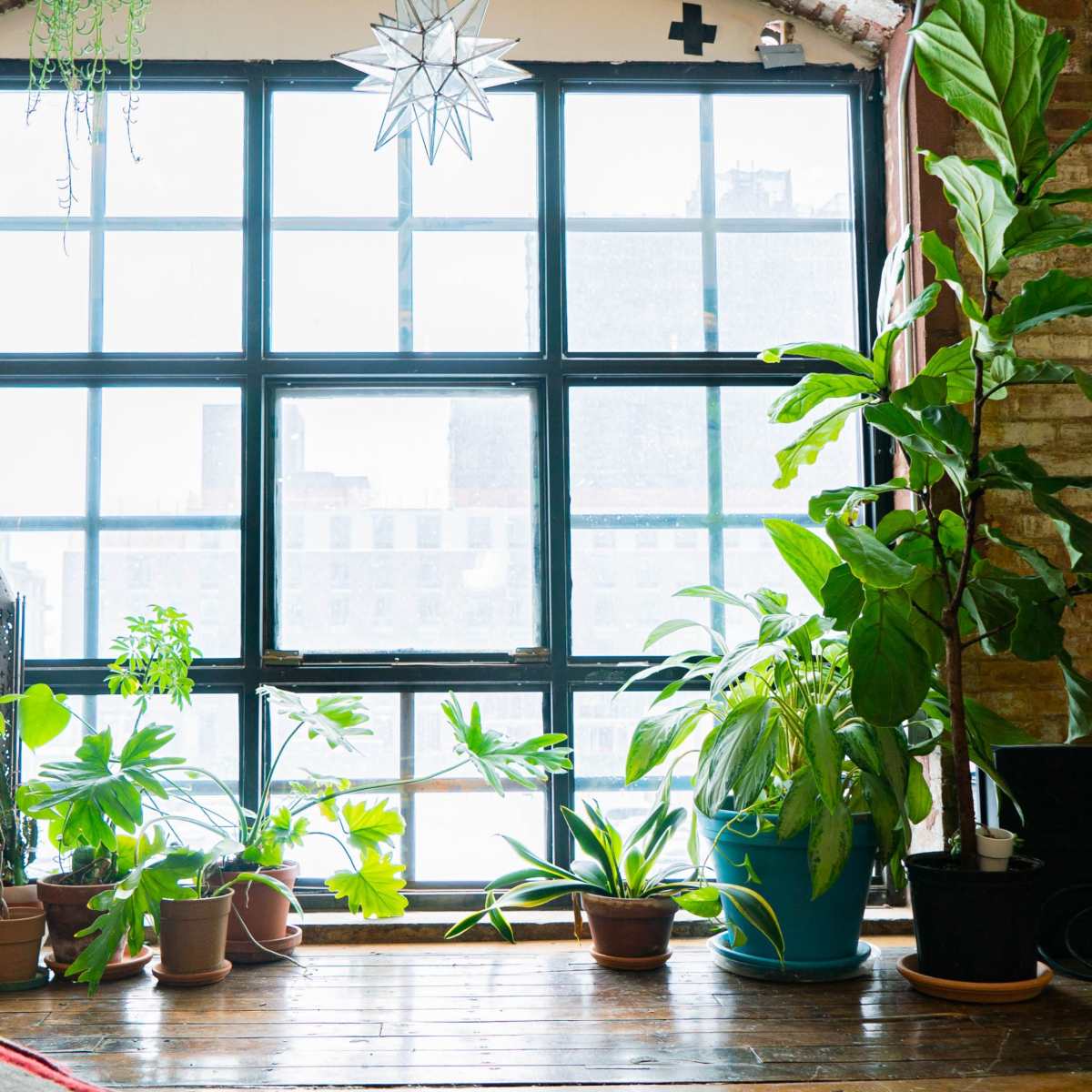 A large window surrounded by various potted plants and a colorful couch fills the living space with natural light.