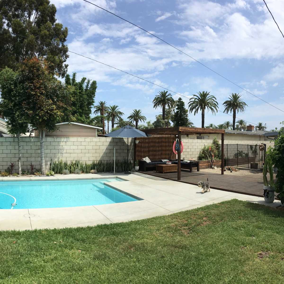 A backyard with a swimming pool, surrounded by trees and palm trees, with two dogs near the water's edge and a patio area in the background.