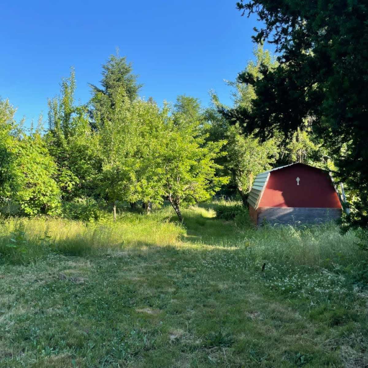 A small red shed is situated among trees and tall grass in a lush green yard.