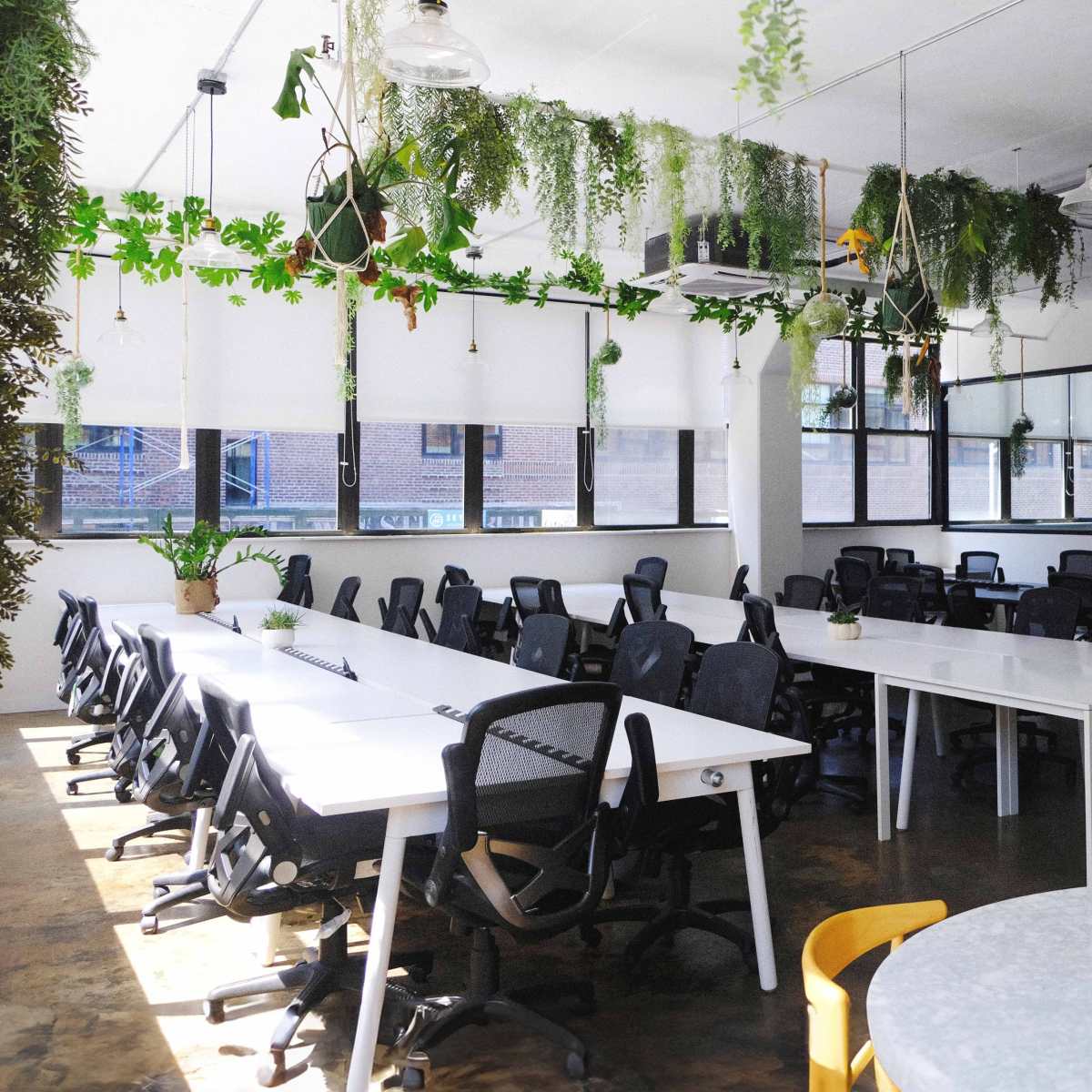 A spacious office layout with multiple long white tables and black office chairs, adorned with hanging plants and large windows for natural light.