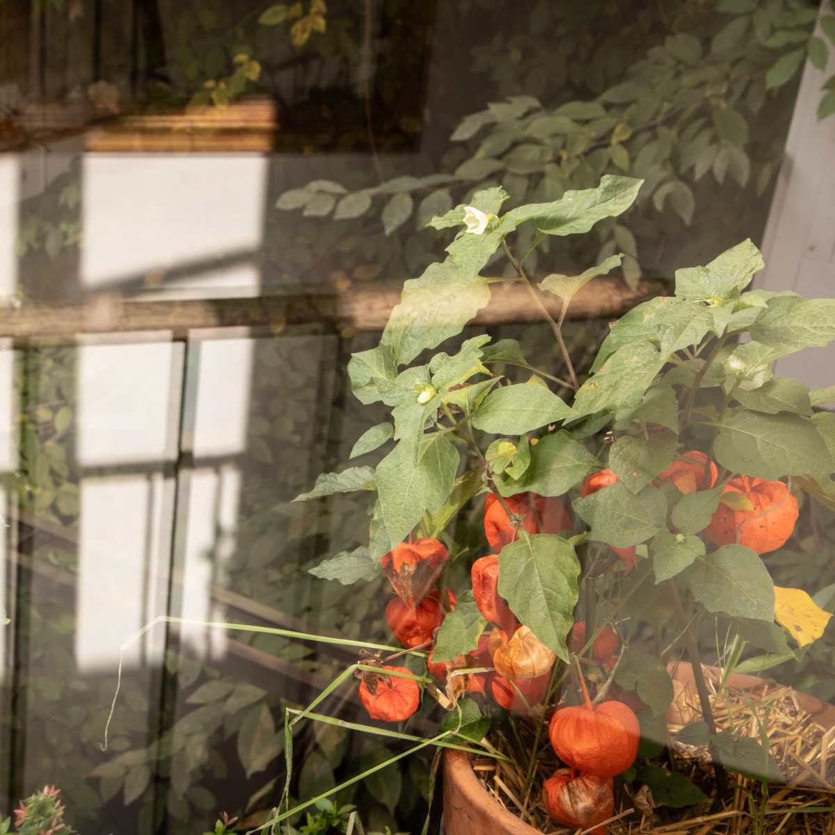 A potted plant with orange lantern-shaped fruits sits beside pink flowers, while reflections of interior elements create a layered effect.