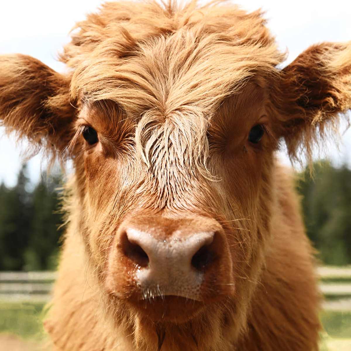A close-up view of a Highland calf with shaggy brown fur and a prominent nose.