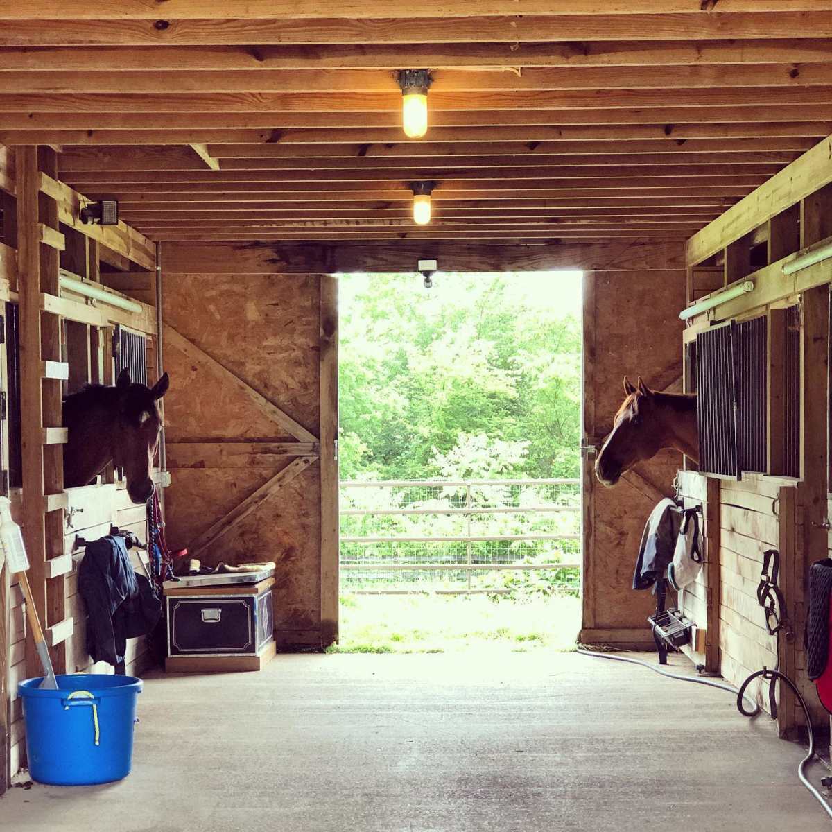 Two horses peer out from their stalls in a barn, with a bright opening leading to a green pasture in the background.