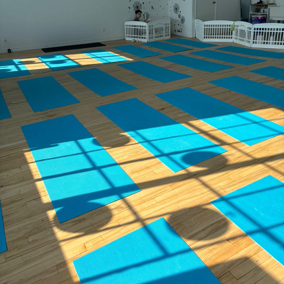 A yoga studio with several blue mats arranged on a wooden floor, illuminated by sunlight streaming through large windows.