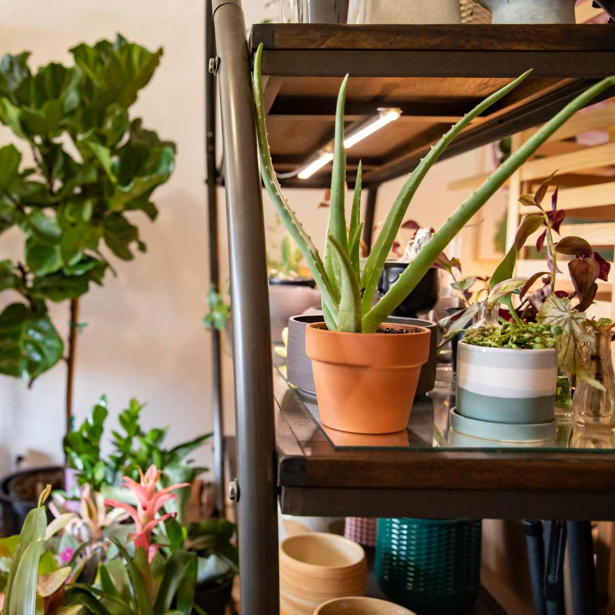 A shelf with various potted plants in a room adorned with wooden decor and hanging macramé.