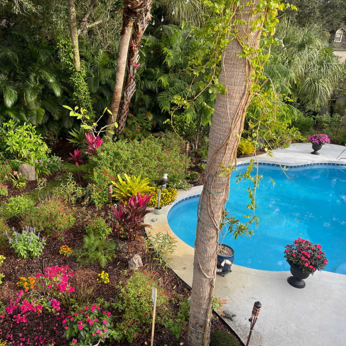 Tropical Butterfly Garden and Pool in Palm Bay Image in Palm Bay, Palm Bay, FL