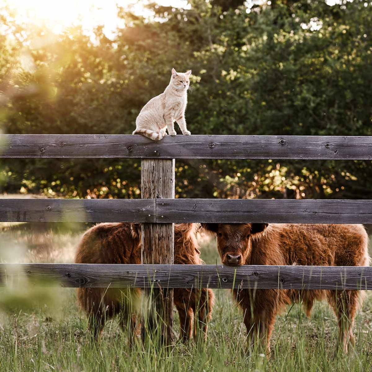 A cat sits on a wooden fence while two Highland cattle graze in a grassy field.