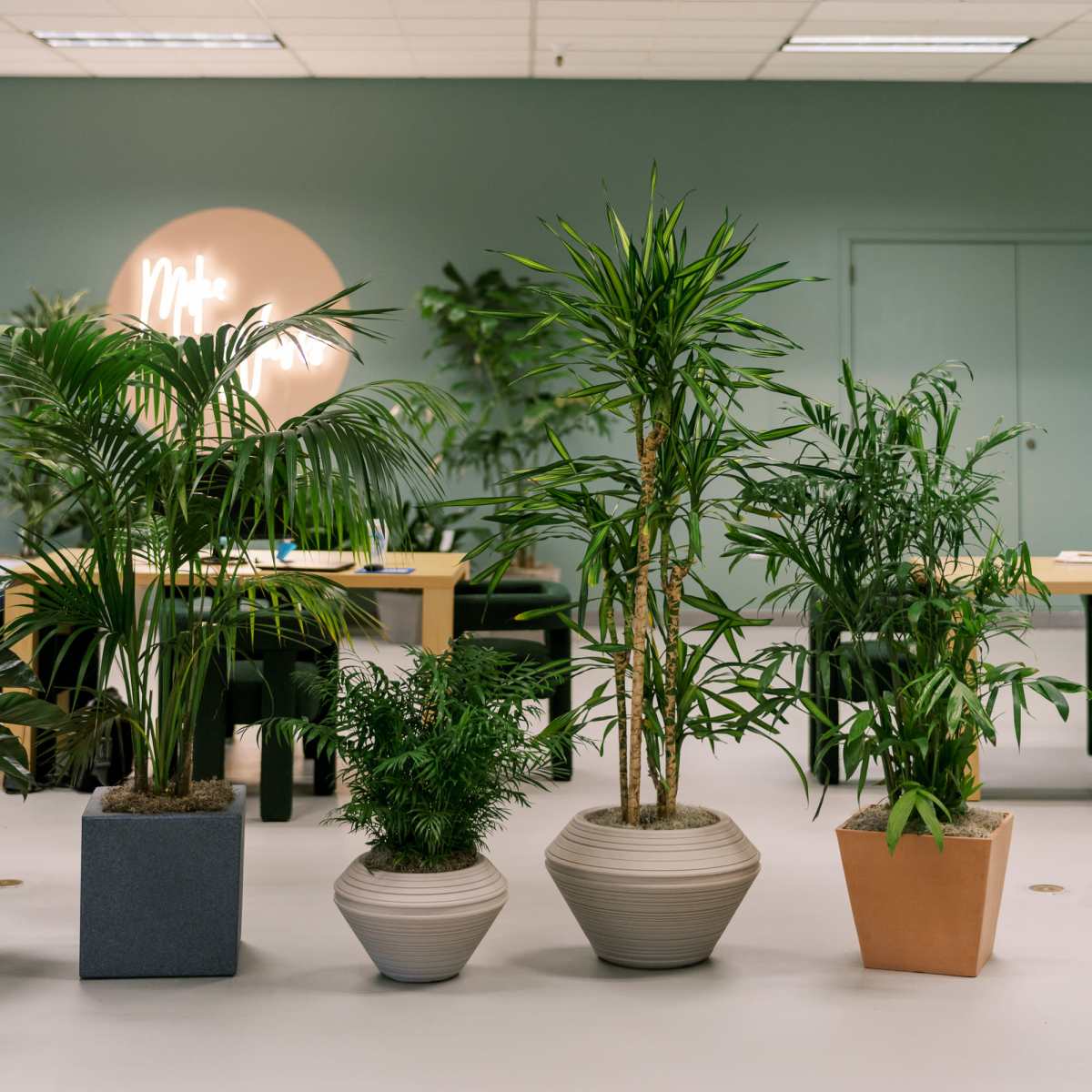 An indoor space with various potted plants arranged between tables, under a sign on the wall that reads "Mr."