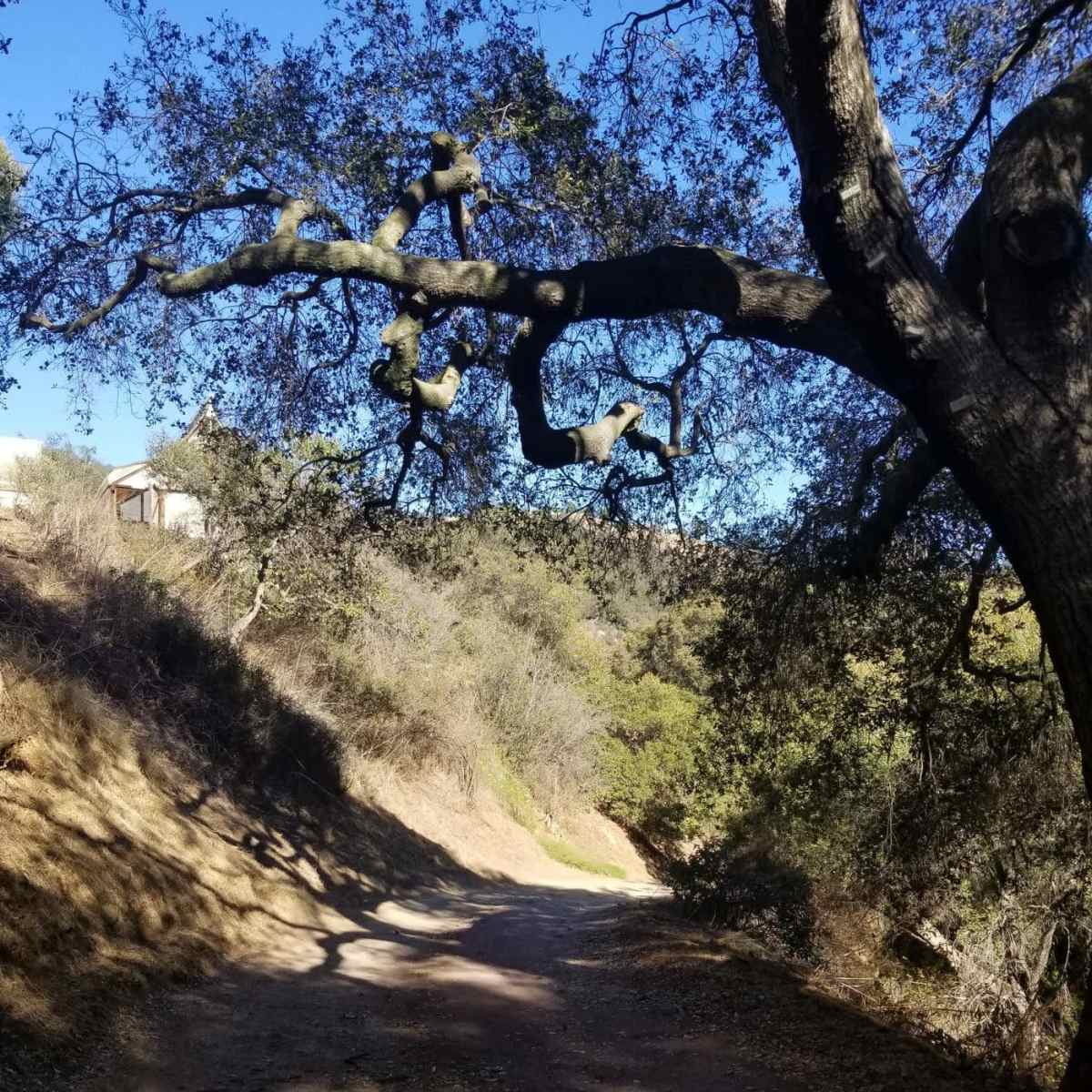 A dirt path winds through a wooded area with oak trees and underbrush along the sides.