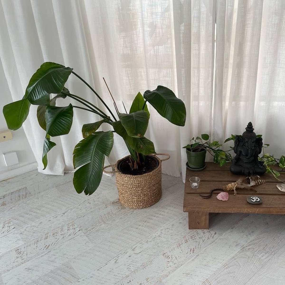 The scene shows a wooden table adorned with crystals and a small statue, surrounded by houseplants, including a large leafy plant in a woven basket.