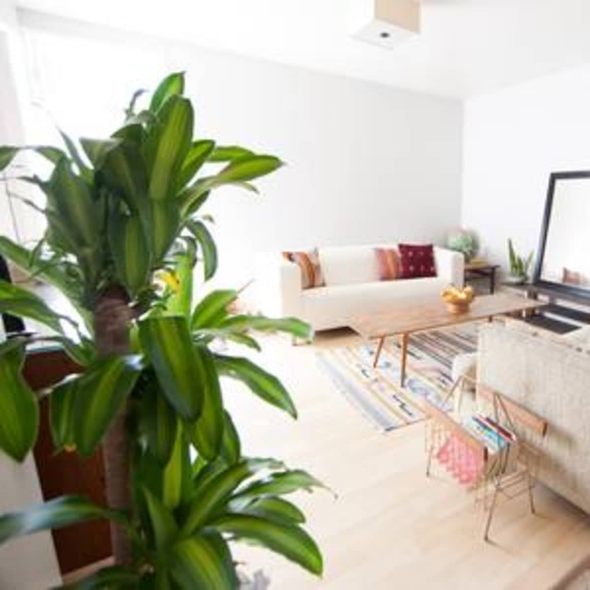 A bright living room features a large mirror, a wooden coffee table, two couches, and decorative plants.