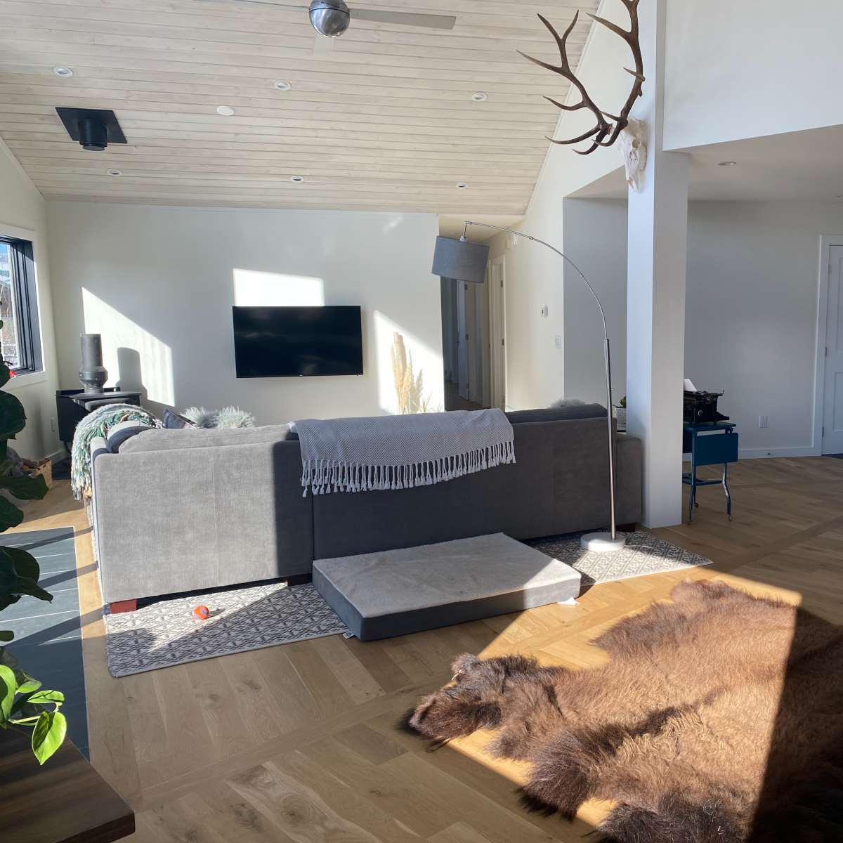 A modern living room featuring a sectional sofa, a television mounted on the wall, a floor lamp, and a large animal hide laid on wooden flooring.
