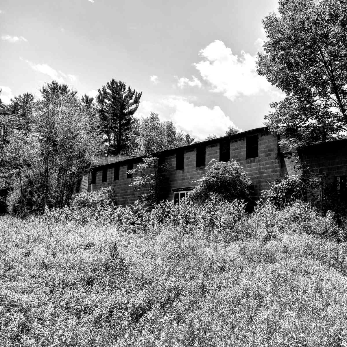 An overgrown, abandoned building surrounded by dense vegetation and trees under a bright sky.