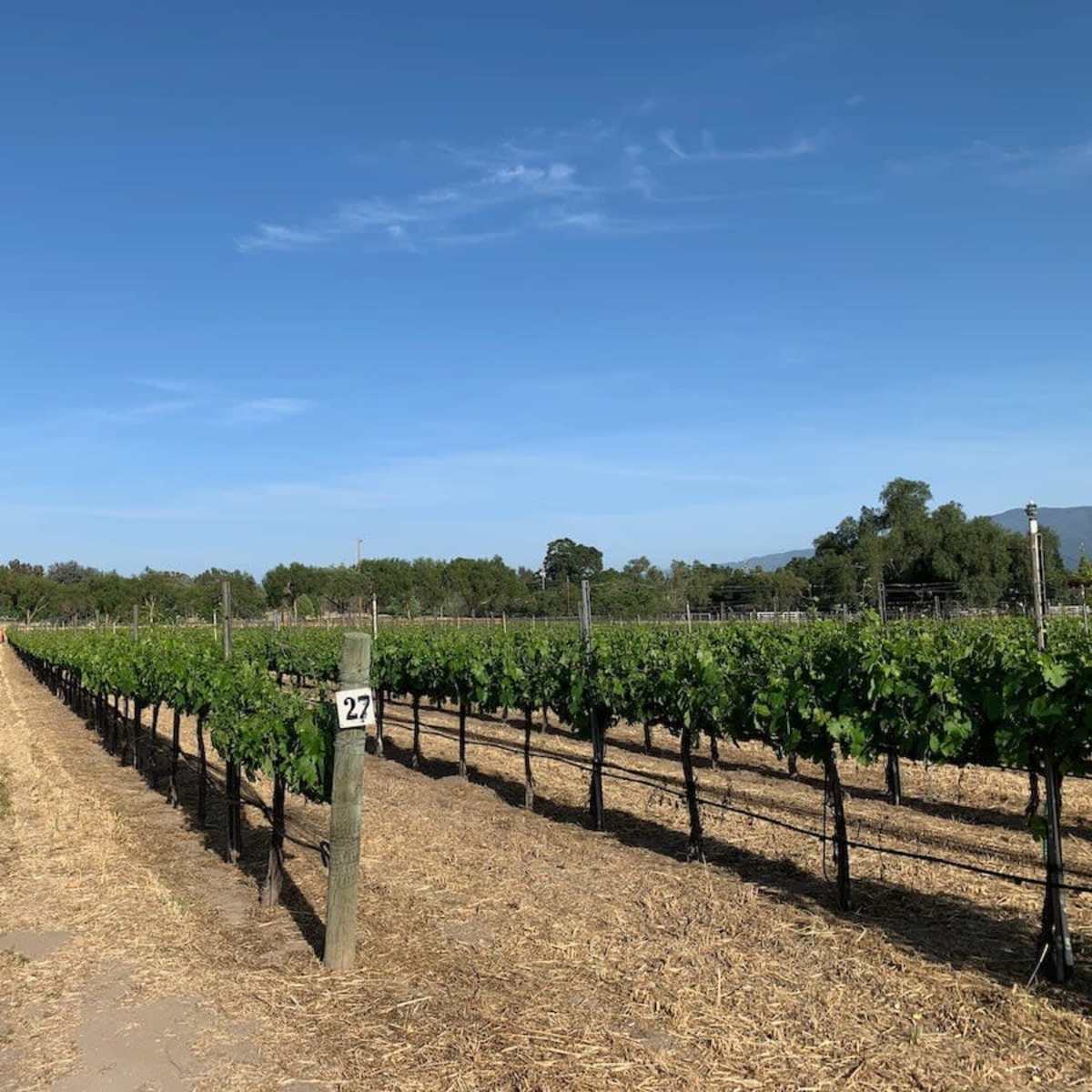 A row of grapevines stretches along a vineyard under a clear blue sky, with a sign marked "27" positioned on a post.