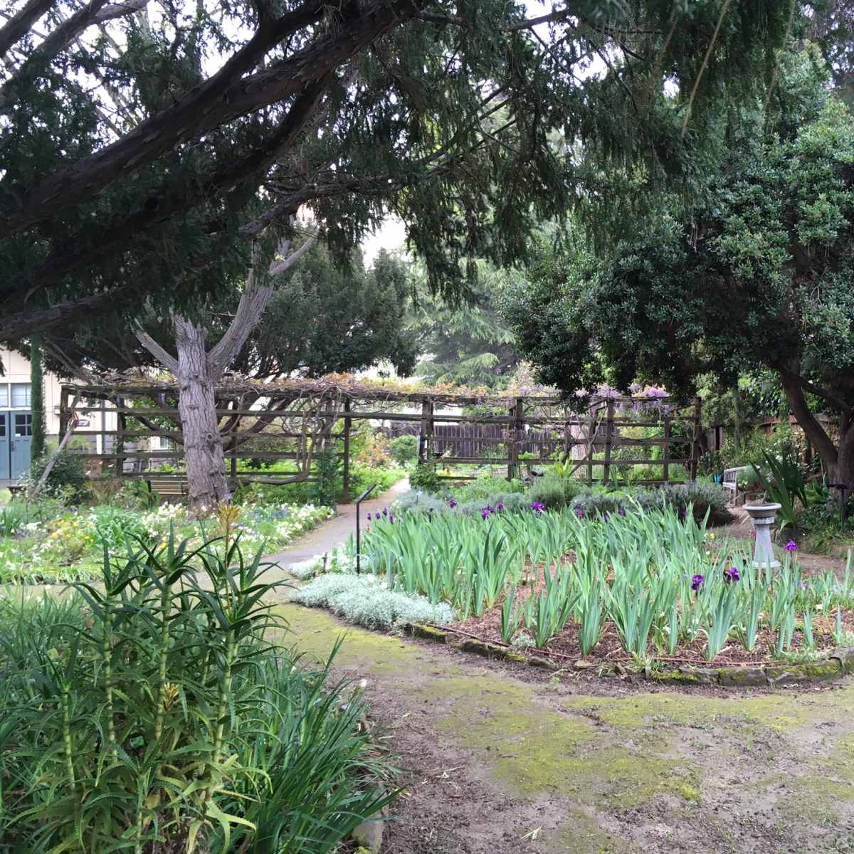 A winding path leads through a garden filled with green foliage and blooming irises, bordered by wooden fencing and trees.
