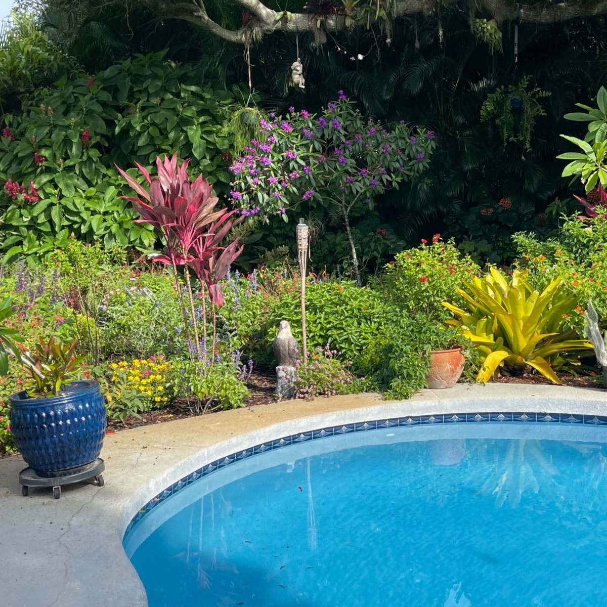 Tropical Butterfly Garden and Pool in Palm Bay Image in Palm Bay, Palm Bay, FL