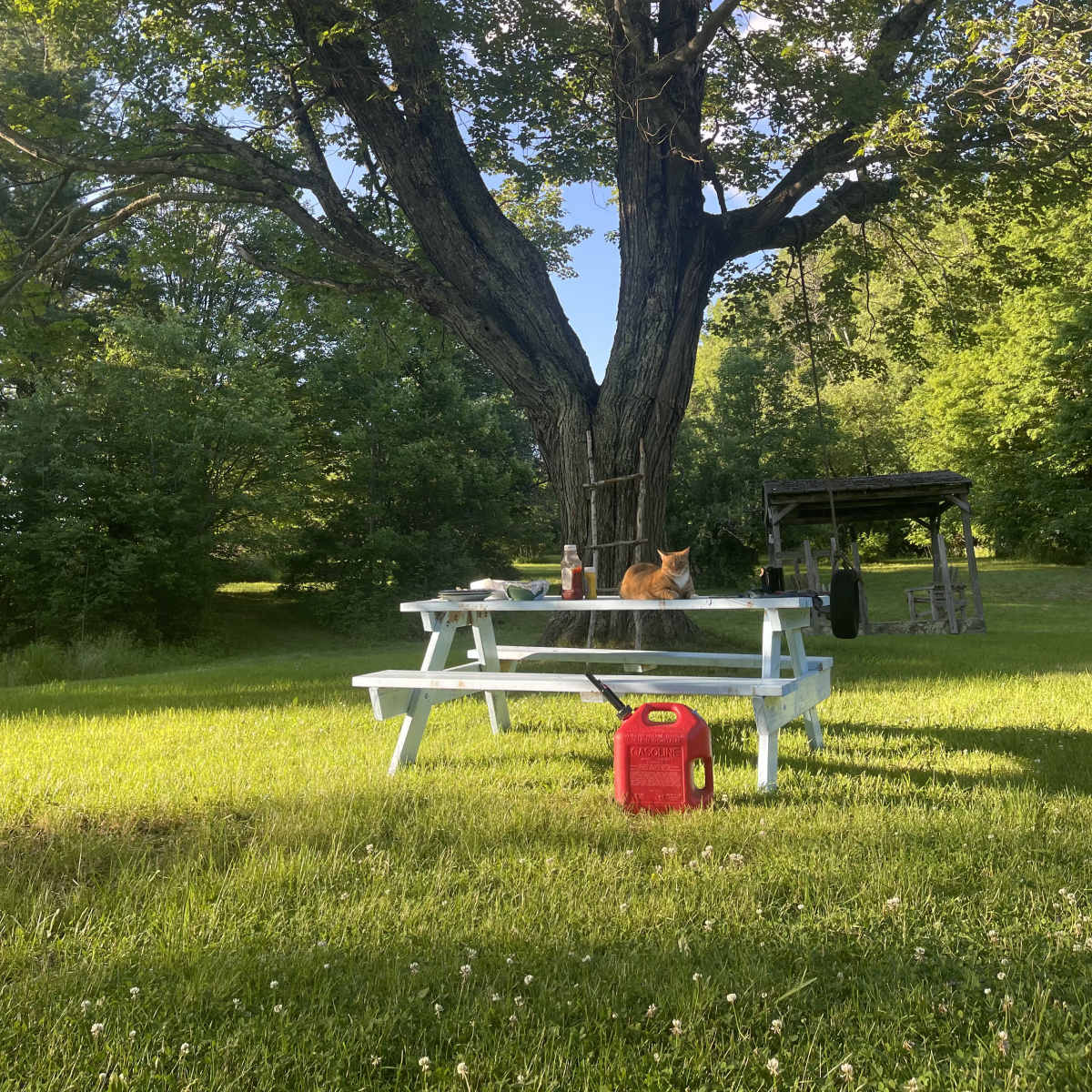 A picnic table sits on green grass under a large tree, with a cat resting nearby and a red cooler on the ground.