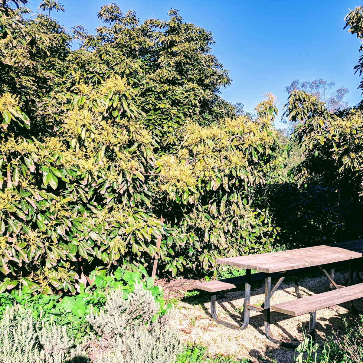 A wooden picnic table is surrounded by dense greenery and plants in a garden setting under a clear blue sky.
