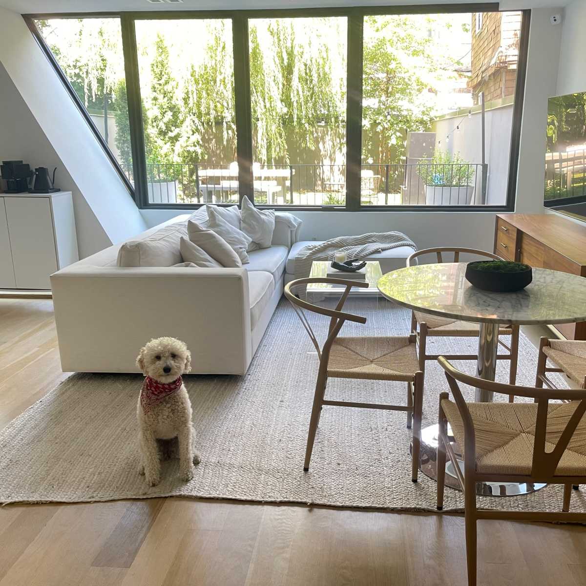 A dog stands on a rug in a modern living room with large windows, a white sofa, a dining table, and a television.