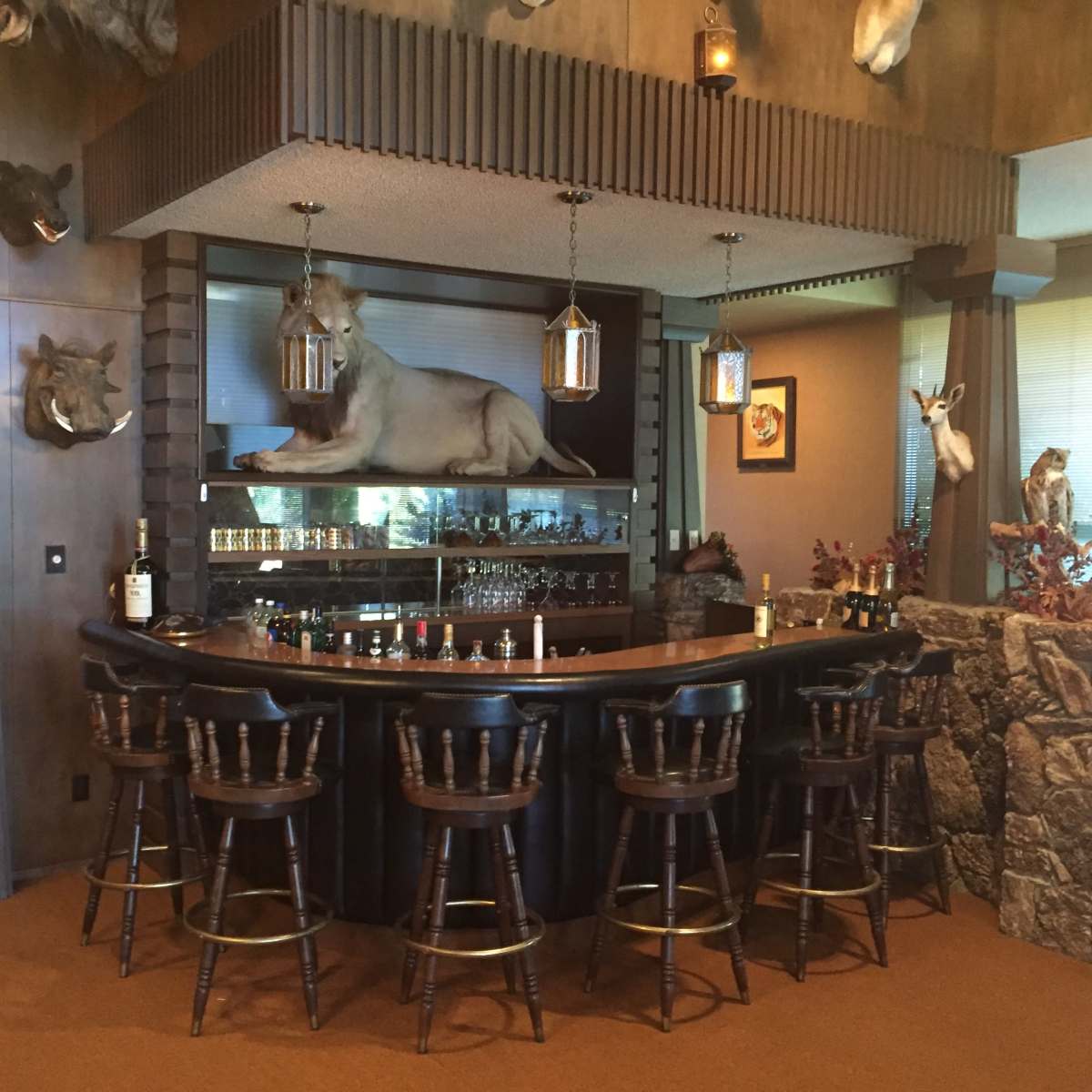 A rustic home bar with a curved counter, several bar stools, and a mounted moose head displayed above the shelves.