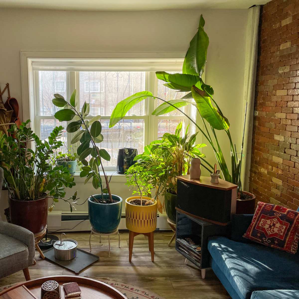 A cozy living room filled with various potted plants beside a large window, a gray armchair, and a dark blue couch.