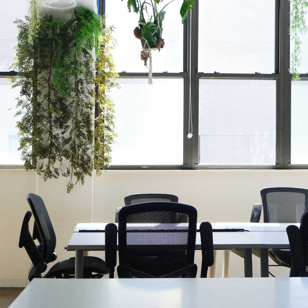 A bright office space with white tables and black chairs under large windows, adorned with greenery hanging from the ceiling.