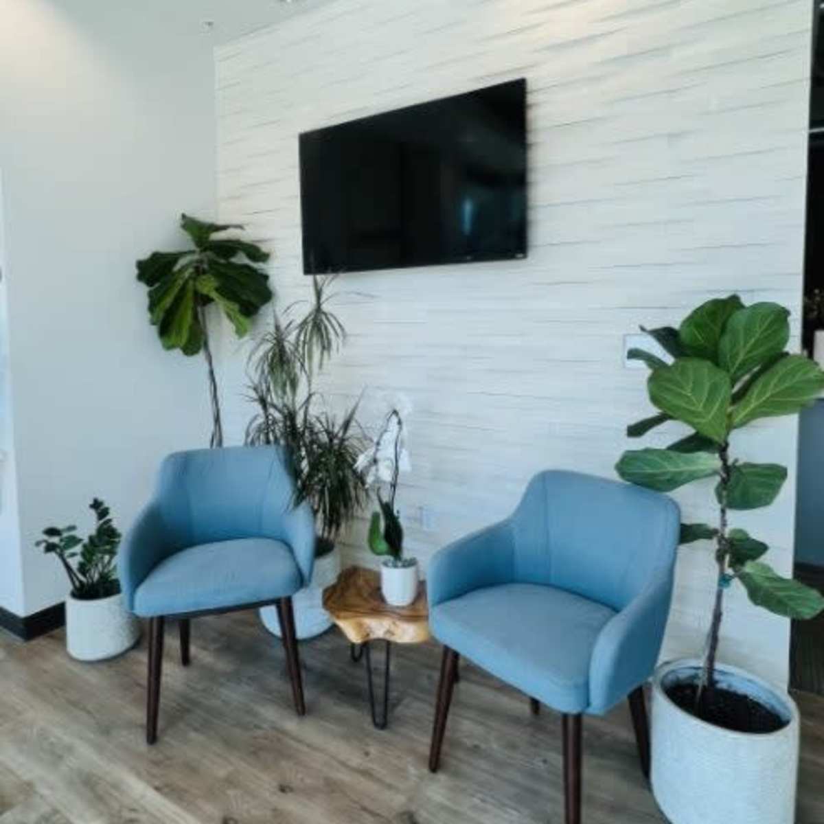A modern seating area featuring two blue chairs, a small wooden side table, and various indoor plants against a textured wall with a mounted television.