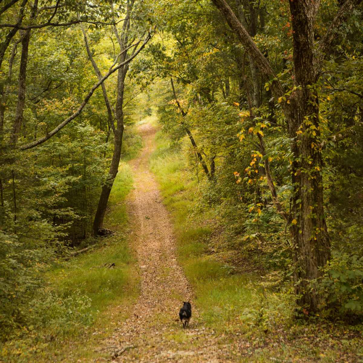 A dirt path winds through a densely wooded area with lush green trees on either side.