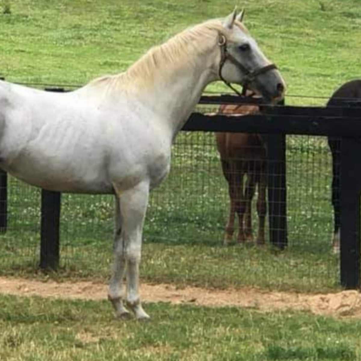 A gray horse stands in a grassy field next to a black horse, with a wooden fence in the background.