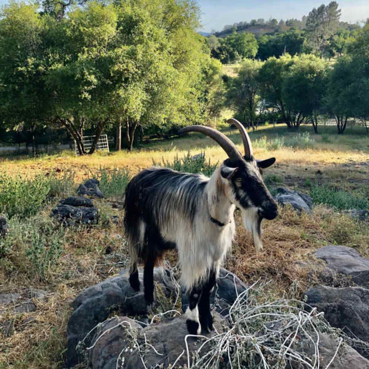 A black and white goat with long horns stands on rocky terrain surrounded by green trees and grass.